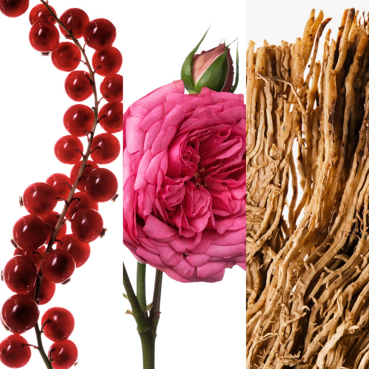 คาร์โรไลนา เฮเรร่า วีรี่ กู๊ด  - Perfume Fragrance Rose บทวิจารณ์และราคา
